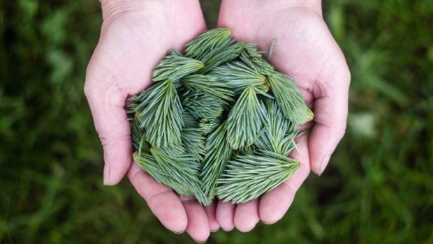 Pine Leaves